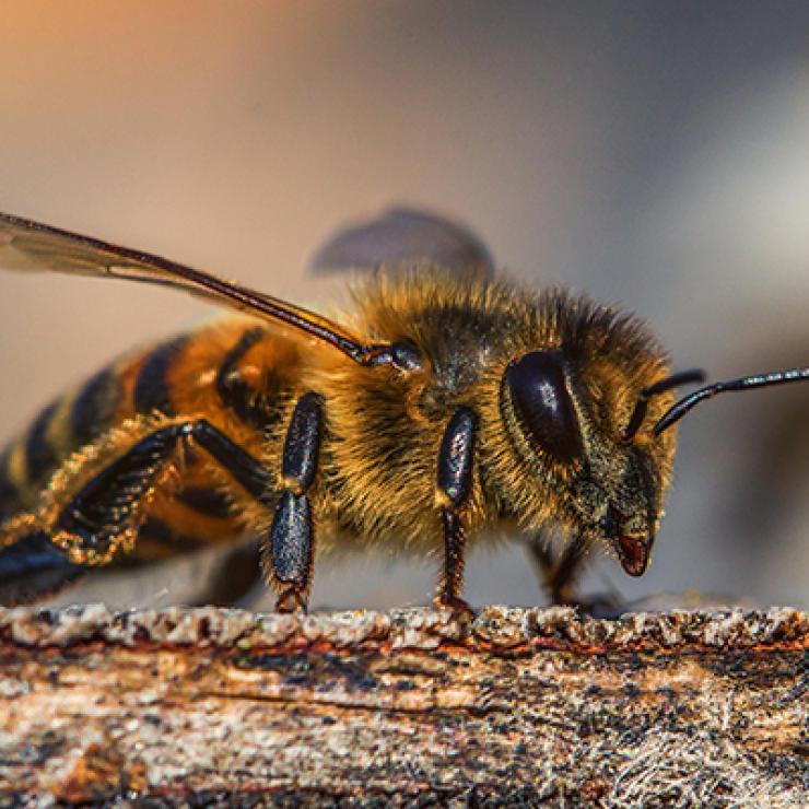 Ką daryti įgėlus bitei, vapsvai ar širšei?