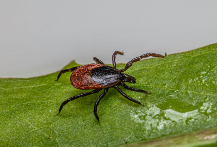 Saugi vasara prasideda nuo skiepo!