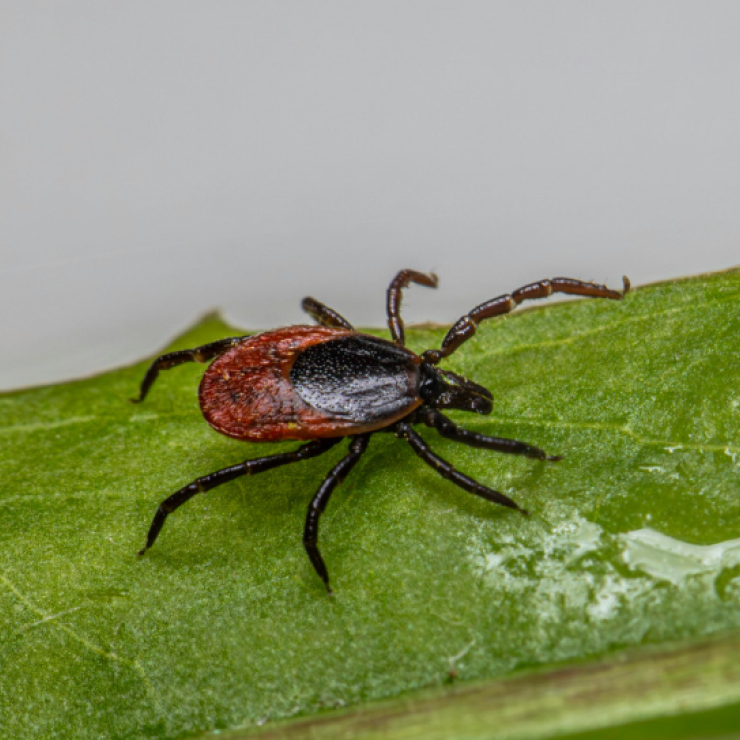 Saugi vasara prasideda nuo skiepo!